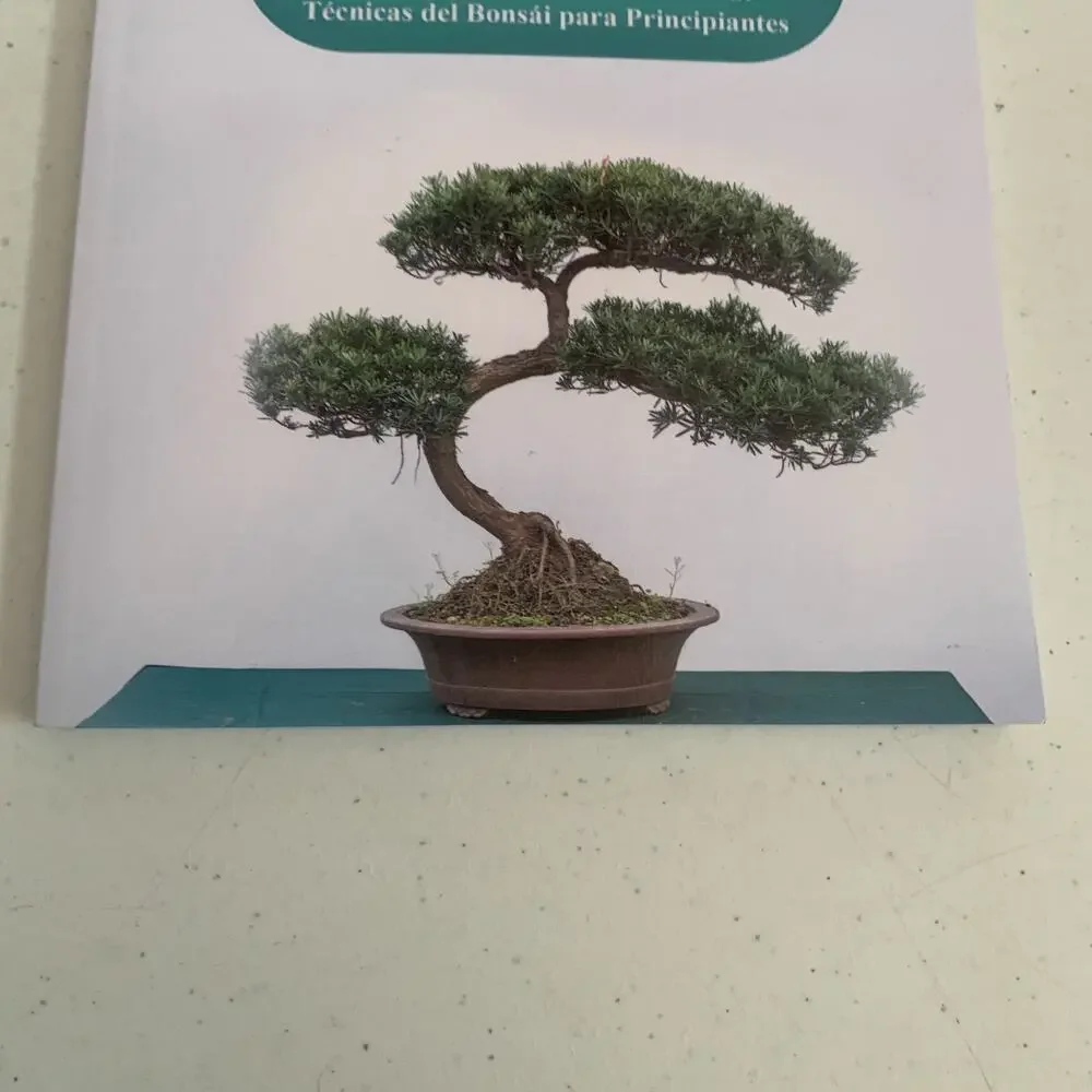 Emily Bautista Bonsái Para Principiantes Paperback In Spanish
